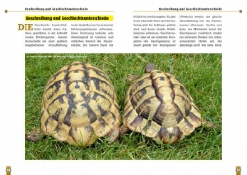 Preview: Die Griechische Landschildkröte